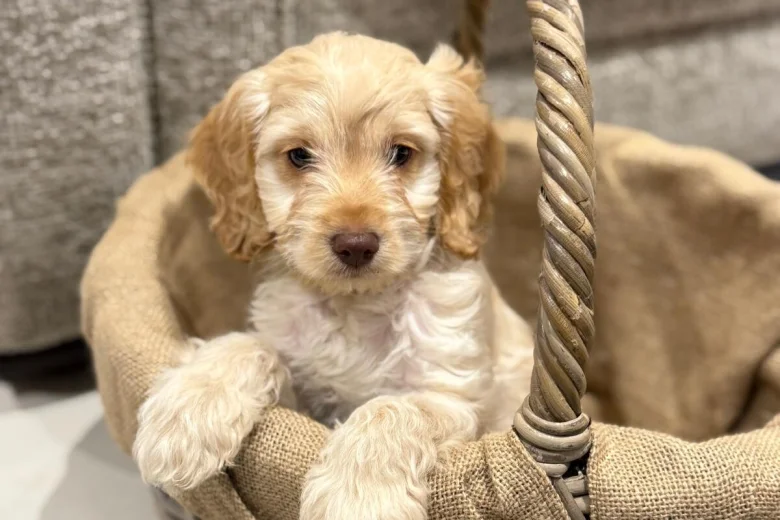 Cockapoo