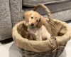 Cockapoo