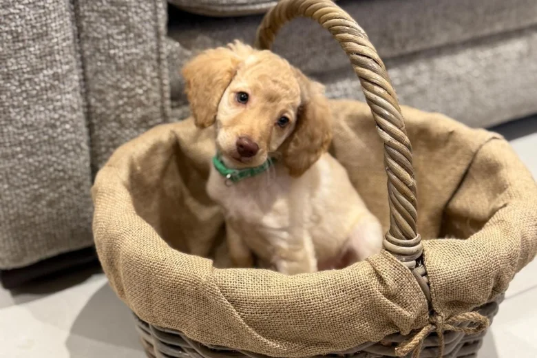 Cockapoo