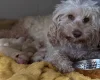 Cockapoo
