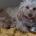 Cockapoo