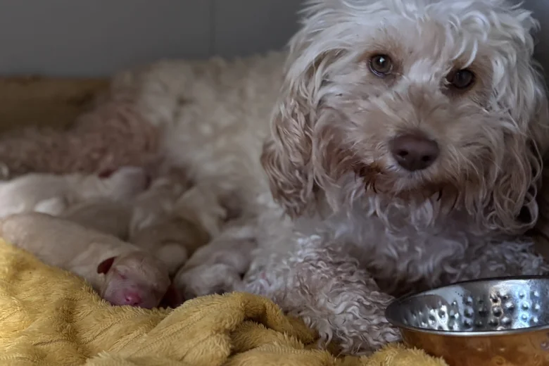 Cockapoo