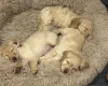 Cockapoo