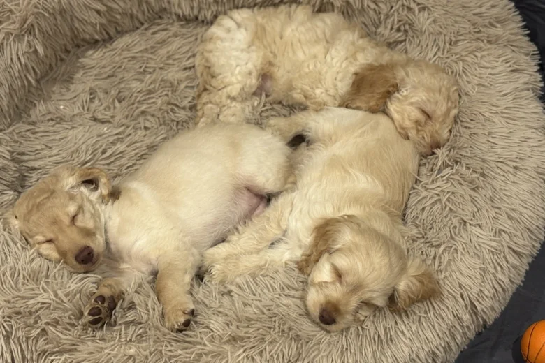 Cockapoo