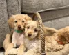 Cockapoo