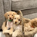Cockapoo