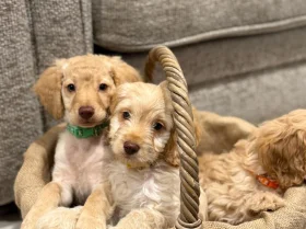 Cockapoo