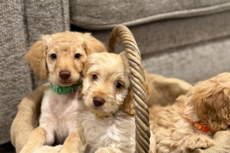 Cockapoo