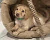 Cockapoo