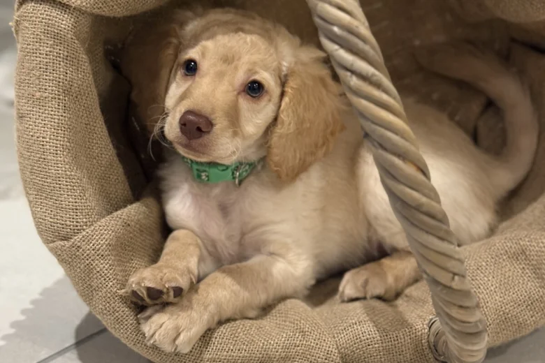 Cockapoo