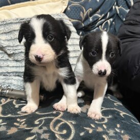 Border Collie