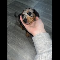 Dachshund (Miniature Smooth Haired)