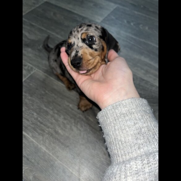 Dachshund (Miniature Smooth Haired)