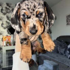 Dachshund (Miniature Smooth Haired)