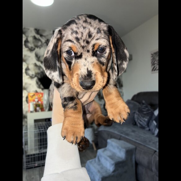 Dachshund (Miniature Smooth Haired)