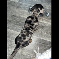 Dachshund (Miniature Smooth Haired)