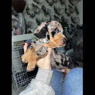 Dachshund (Miniature Smooth Haired)