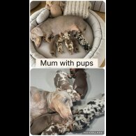 Dachshund (Miniature Smooth Haired)