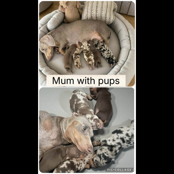 Dachshund (Miniature Smooth Haired)