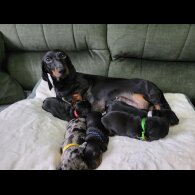 Dachshund (Smooth Haired)