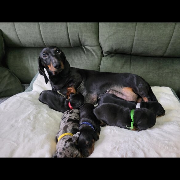 Dachshund (Smooth Haired)