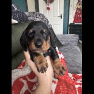 Dachshund (Smooth Haired)