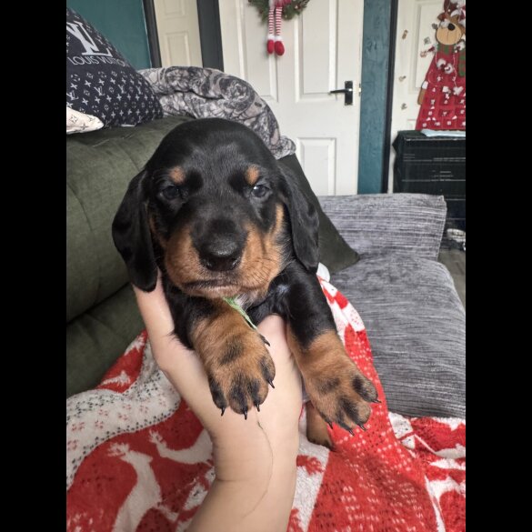 Dachshund (Smooth Haired)