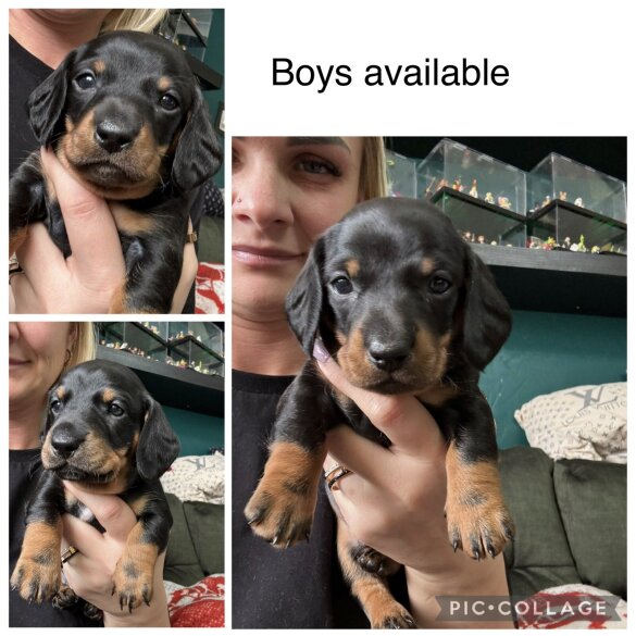 Dachshund (Smooth Haired)