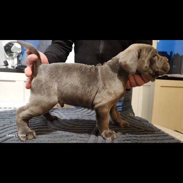 Cane Corso
