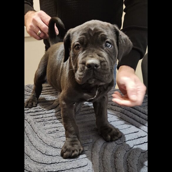 Cane Corso