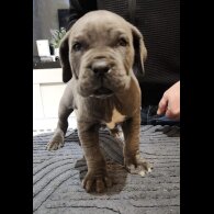 Cane Corso