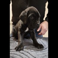 Cane Corso