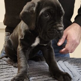 Cane Corso