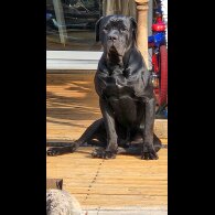 Cane Corso