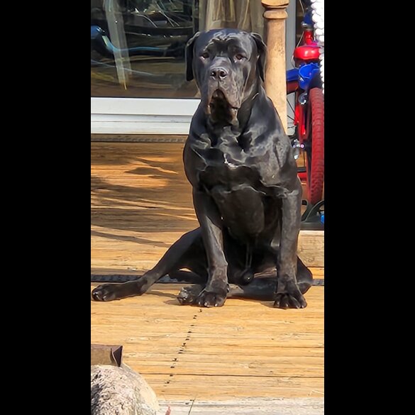 Cane Corso
