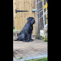 Cane Corso