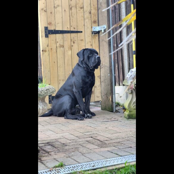 Cane Corso