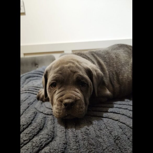 Cane Corso