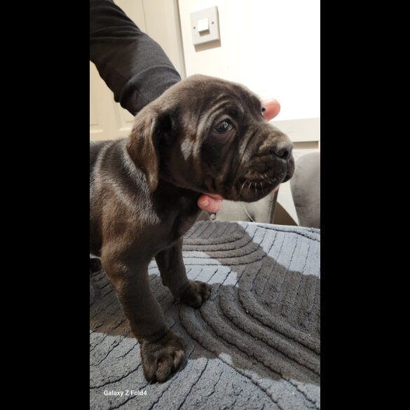 Cane Corso