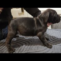 Cane Corso