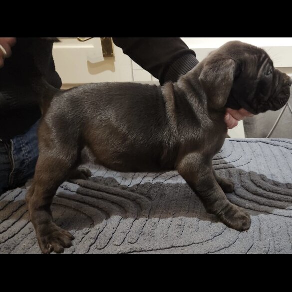 Cane Corso