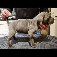 Cane Corso