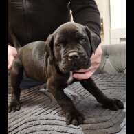 Cane Corso