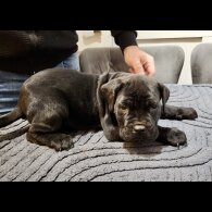 Cane Corso