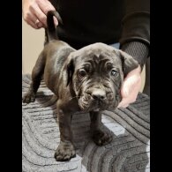 Cane Corso