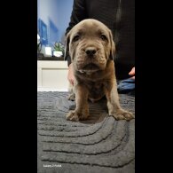 Cane Corso