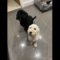Cockapoo