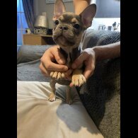 French Bulldog