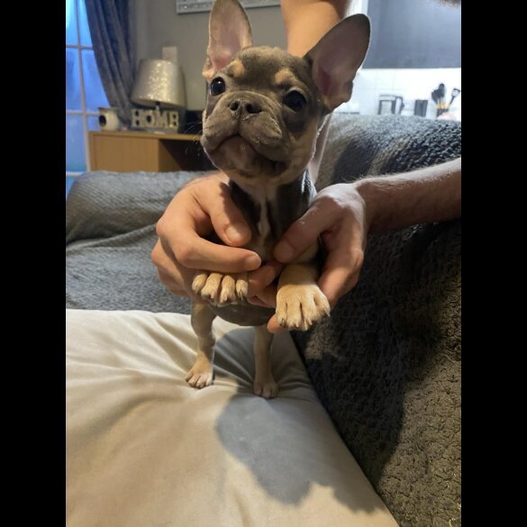 French Bulldog