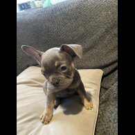 French Bulldog